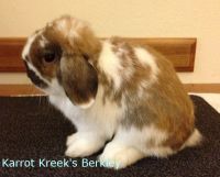 Karrot Kreek Berkley