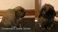 Crossroads Jesse James