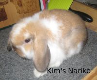 Kim's Nariko. Sire: Greed - Dam: Chiyo