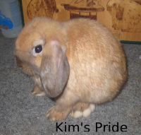 Kim's Pride. Sire: Greed - Dam: Satsu