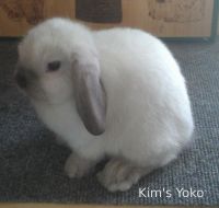 Kim's Yoko. Sire: Nobu - Dam: Kim's Satsuki