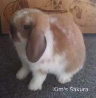 Kim's Sakura. Sire: Bronco - Dam: Kim's Chiyo