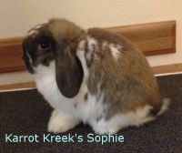 Karrot Kreek Sophie