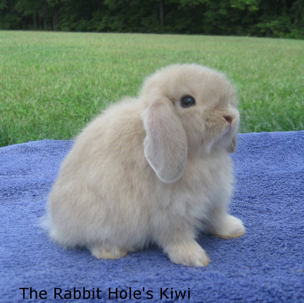 Fuzzy Lop Rabbits