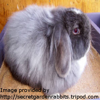 Dutch Blue Rabbit